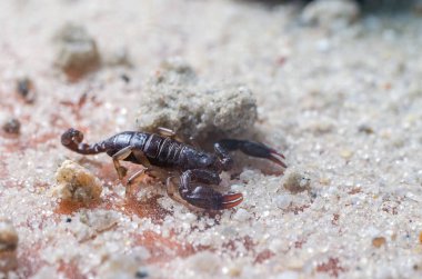 Akrep sürüngenler kum üzerinde Kapat