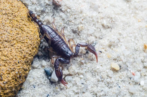 Escorpião se arrasta na areia de perto — Fotografia de Stock