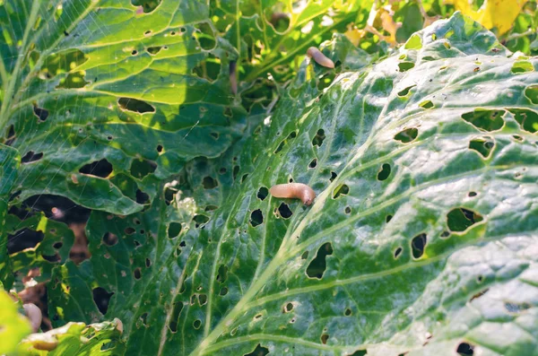 Листя капусти, з'їдене слимаками, паразит псує урожай — стокове фото