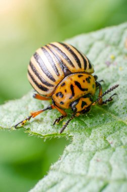 Colorado Patates böceği yeşil patates yaprakları yiyor