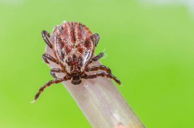 Tehlikeli bir parazit ve bir taşıyıcı kene enfeksiyon dal