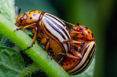 Colorado patates böcekleri yeşil patates yaprakları üzerinde çiftleşiyorlar.