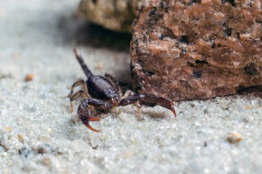 Akrep sürüngenler kum üzerinde Kapat