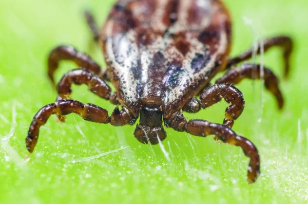 Sebuah parasit berbahaya dan infeksi pembawa tungau duduk di daun hijau — Stok Foto