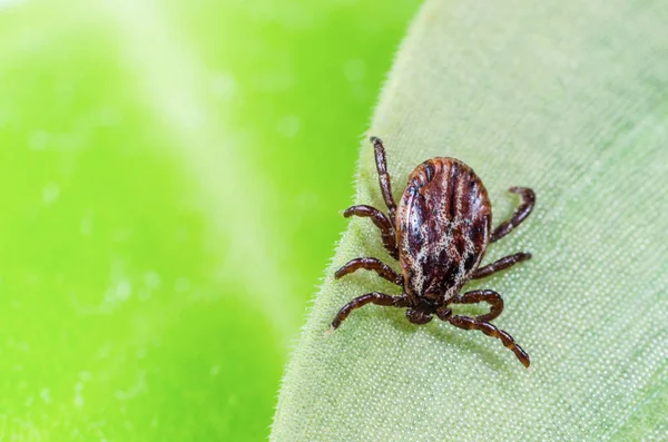 Un parasite dangereux et un acarien vecteur d'infection assis sur une feuille verte — Photo