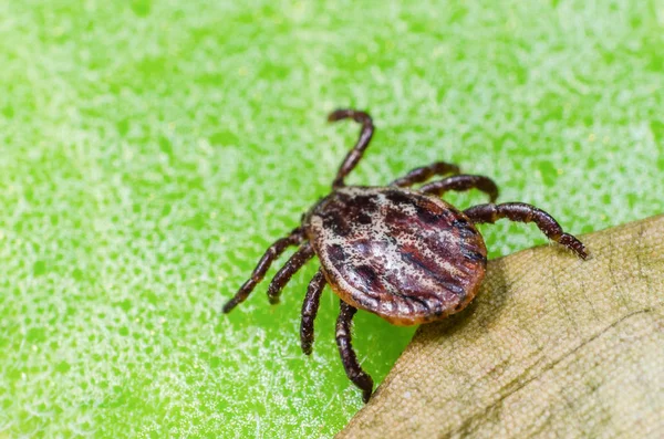 Eine gefährliche Parasiten- und Infektionsträgermilbe sitzt auf einem grünen Blatt — Stockfoto