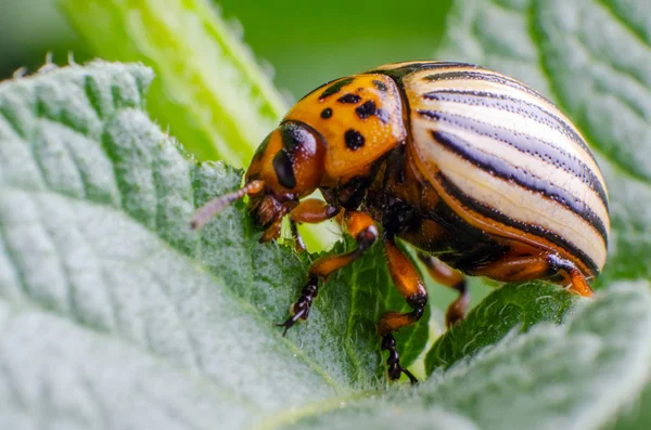 Escarabajo de la patata de Colorado come hojas de patata verde —  Fotos de Stock
