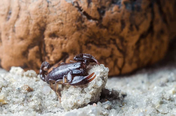 Scorpion rampant sur le sable gros plan — Photo