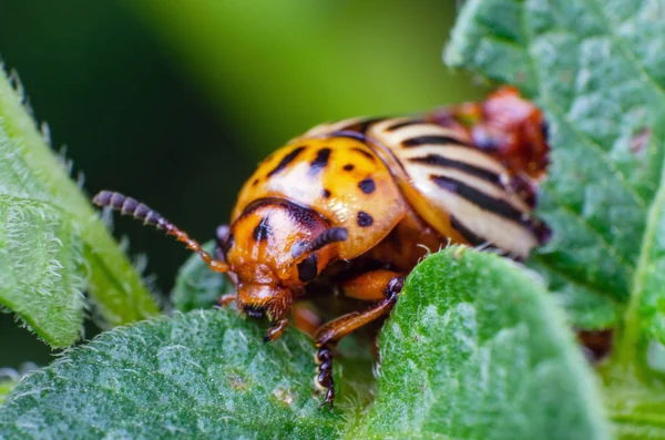Colorado potato beetle eats green potato leaves — Stock Photo, Image