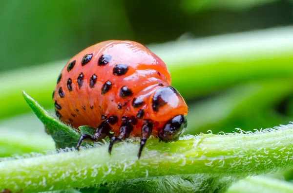 Red larva of the Colorado potato beetle eats potato leaves — Stock Photo, Image