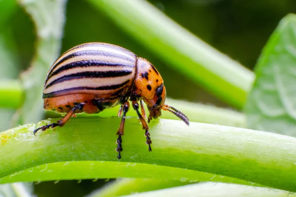 Colorado potato beetle crawling on the branches of potato — Stock Photo, Image