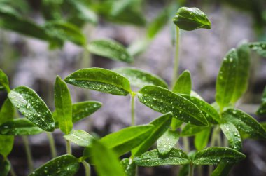 Yaprakların üzerine Su damlacıkları ile domates fidesi