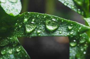 Yaprakların üzerine Su damlacıkları ile biber fideleri