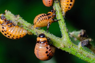 Colorado Patates böceği kırmızı larva patates yaprakları yiyor