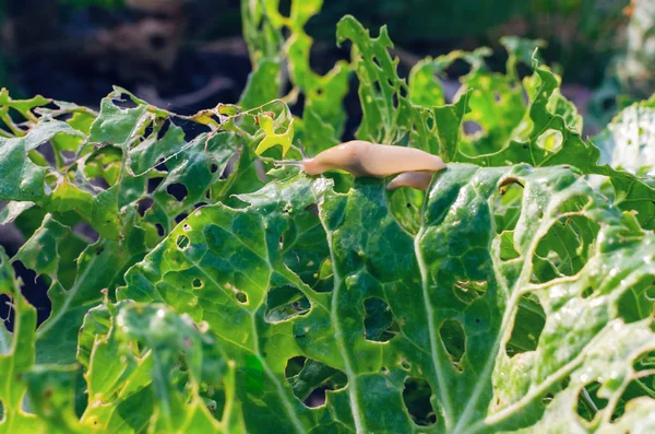 Kålblad ätna av sniglar, parasiten förstör skörden — Stockfoto