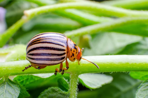 Coloradokever kruipen op de takken van aardappel — Stockfoto