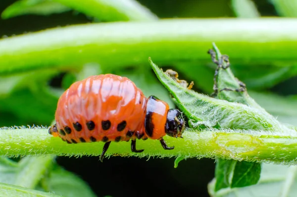 Red larva of the Colorado potato beetle eats potato leaves — Stock Photo, Image