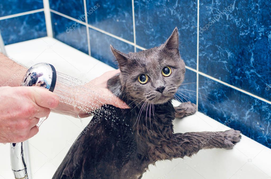 Bathing a gray cat in the bathroom