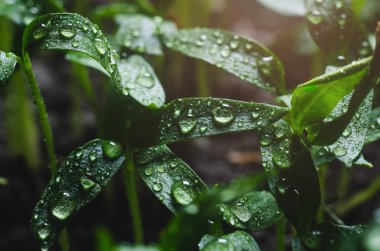 Yaprakların üzerine Su damlacıkları ile biber fideleri