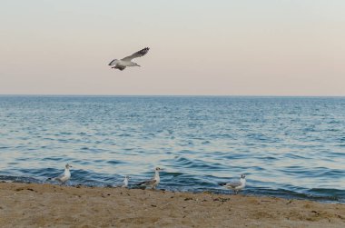 Deniz mavi gökyüzünde uçan martı.