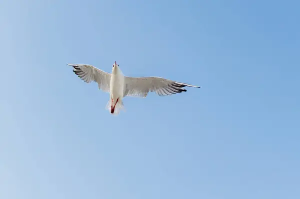 Deniz mavi gökyüzünde uçan martı. — Stok fotoğraf