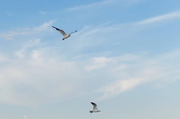 海鸥在海面上的蓝天上飞翔. — 图库照片