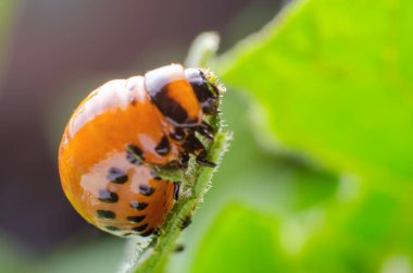 Colorado Patates böceği kırmızı larva patates yaprakları yiyor