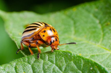 Colorado Patates böceği yeşil patates yaprakları yiyor