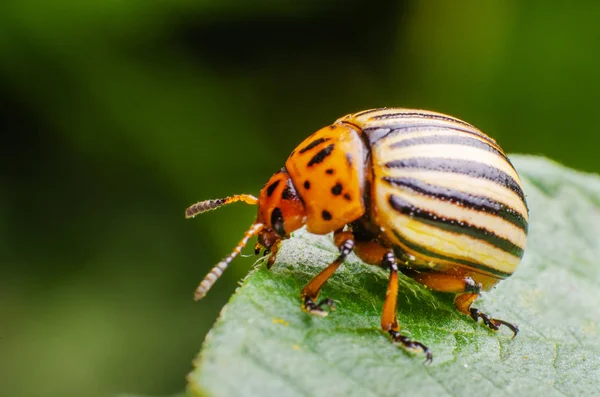 科罗拉多马铃薯甲虫在马铃薯叶子上爬行 — 图库照片
