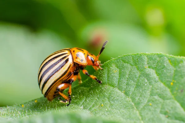 Colorado potato beetle eats green potato leaves — Stock Photo, Image