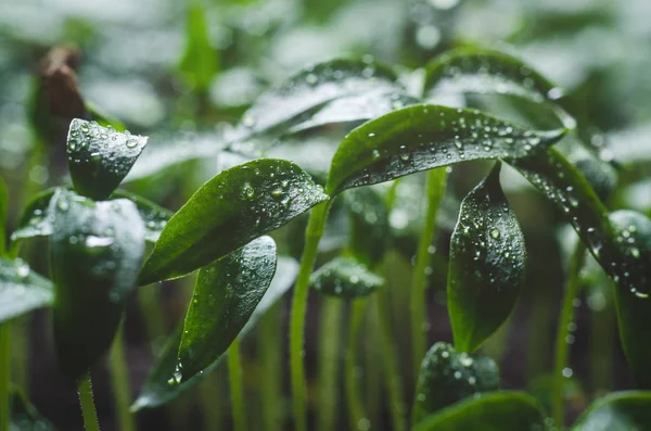 Peppar plantor med vattendroppar på bladen — Gratis stockfoto