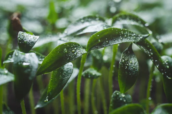 Plántulas de pimienta con gotitas de agua en las hojas — Foto de stock gratis