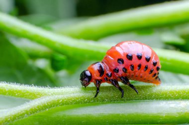 Colorado Patates böceği kırmızı larva patates yaprakları yiyor