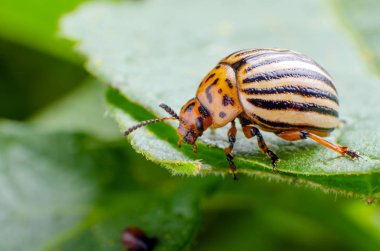 Colorado Patates böceği yeşil patates yaprakları yiyor