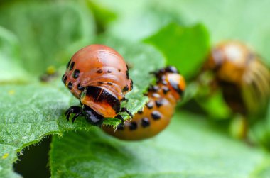 Colorado Patates böceği kırmızı larva patates yaprakları yiyor