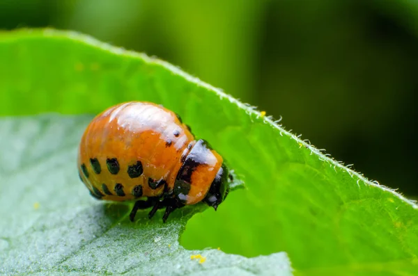 Larva roja del escarabajo de la patata de Colorado come hojas de papa — Foto de Stock