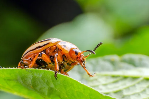 Escarabajo de la patata de Colorado arrastrándose sobre hojas de patata —  Fotos de Stock