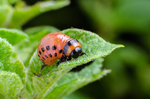 Rode larve van de Coloradokever eet aardappel bladeren — Stockfoto