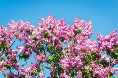 Eflatun çiçekler bahar bahçe güneş ışığı altında
