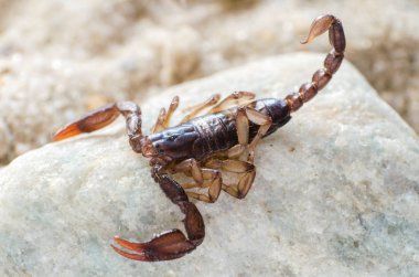 Bir taş üzerine oturan akrep yakın çekim