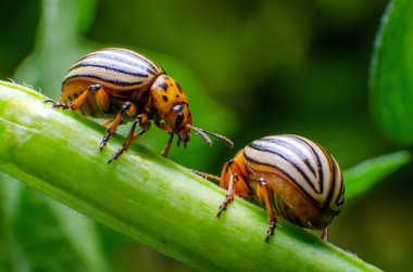 Colorado Patates böceği patates dallarda tarama