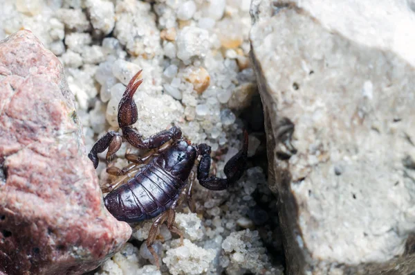 Скорпион подкрадывается к песку. — стоковое фото