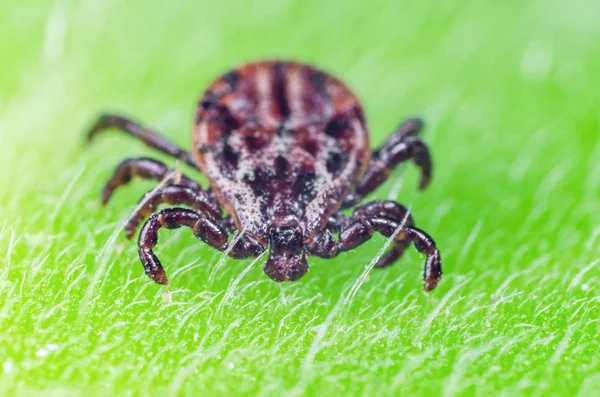 Un parásito peligroso y un ácaro portador de infección sentado sobre una hoja verde — Foto de Stock