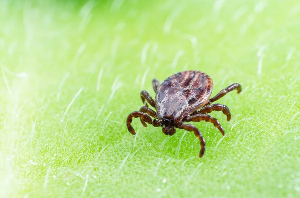 Sebuah parasit berbahaya dan infeksi pembawa tungau duduk di daun hijau — Stok Foto