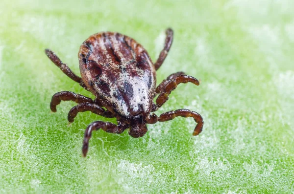 A dangerous parasite and infection carrier mite sitting on a green leaf — Stock Photo, Image