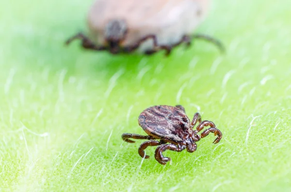 Un parásito peligroso y un ácaro portador de infección sentado sobre una hoja verde — Foto de Stock