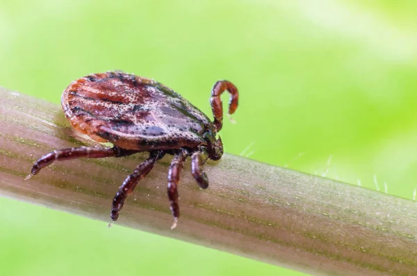 Een gevaarlijke parasiet en drager zijn van mijt infectie op een tak — Stockfoto