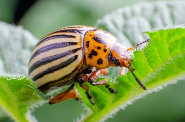 Escarabajo de la patata de Colorado come hojas de patata verde —  Fotos de Stock