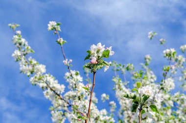 Çiçekli elma ağacı mavi gökyüzü karşı