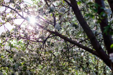 Güneş ışığı çiçek açması elma ağacı dalları ile bahar tatili.